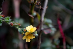 Malvastrum bicuspidatum