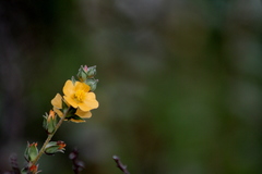 Malvastrum bicuspidatum