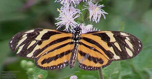 Isabella's Longwing photo 4