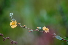 Malvastrum bicuspidatum