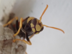 Polistes tepidus