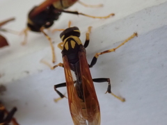 Polistes tepidus