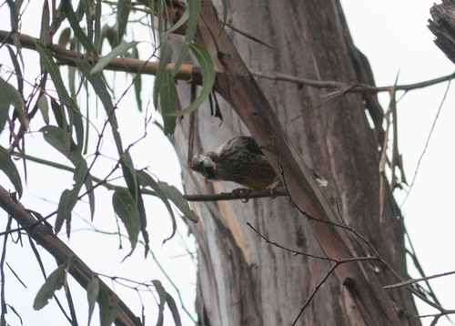 Anthochaera paradoxa
