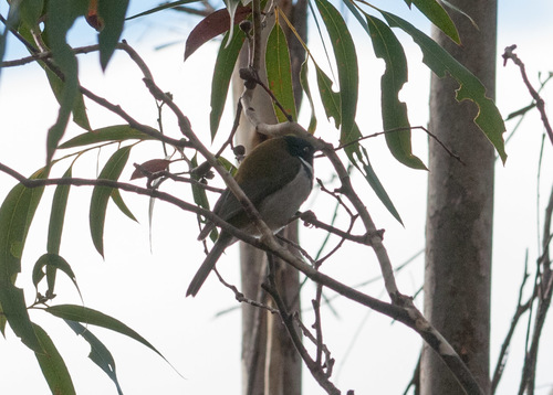 Melithreptus affinis