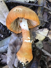 Amanita rufoferruginea