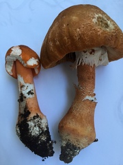 Amanita rufoferruginea