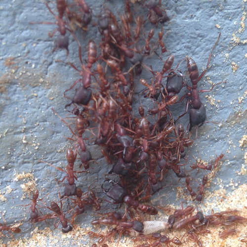 Dorylus emeryi opacusDorylus emeryi opacus