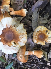 Amanita rufoferruginea