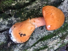 Amanita rufoferruginea