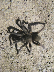 Brachionopus