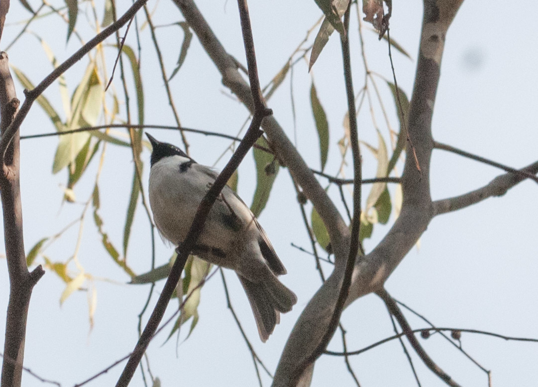 Black-headed Honeyeater illustration