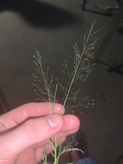 Image of Eragrostis pilosa