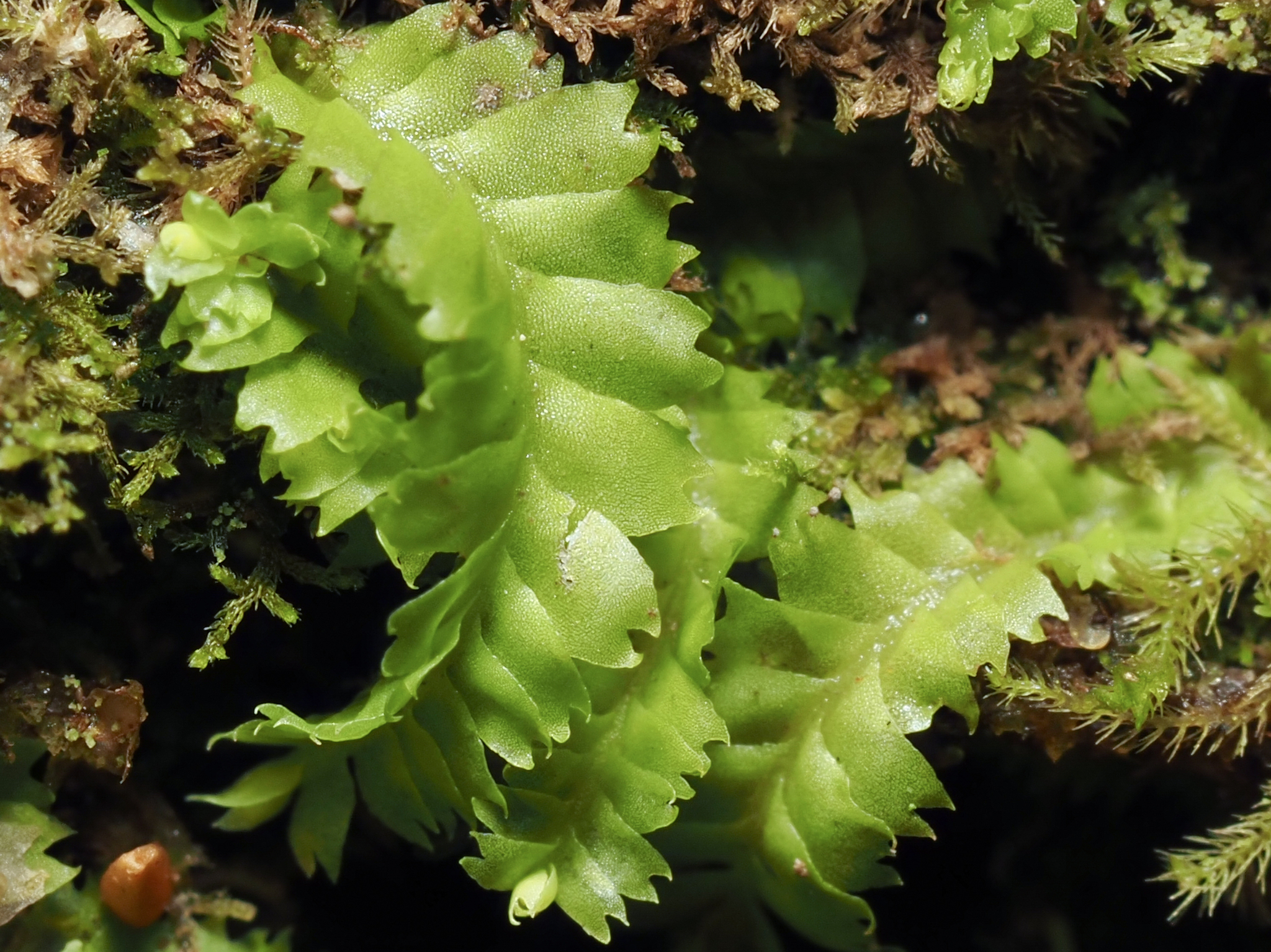 Geocalycaceae