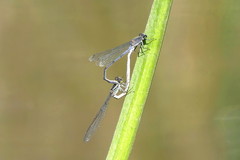 Pseudagrion draconis