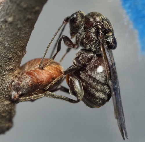 Odontocynips nebulosa photo 2