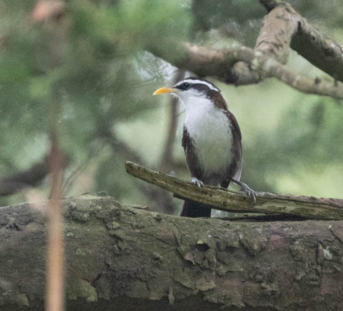 Sri Lanka Scimitar Babbler (Pomatorhinus melanurus), photo 8