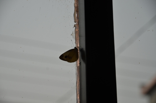 Indian Cabbage White