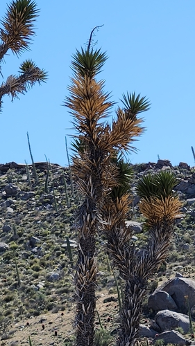 Image of Yucca valida by no rights reserved