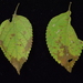 Pseudocercospora formosana - Photo (c) FANN, YEN-TZU, alguns direitos reservados (CC BY-NC), uploaded by FANN, YEN-TZU