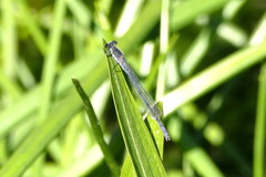 Pseudagrion draconis