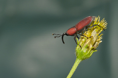Rhodobaenus sanguineus