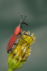 Rhodobaenus sanguineus