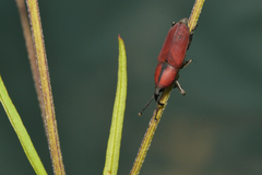 Rhodobaenus sanguineus