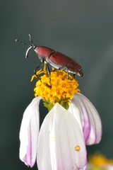 Rhodobaenus sanguineus