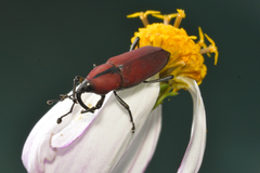 Rhodobaenus sanguineus