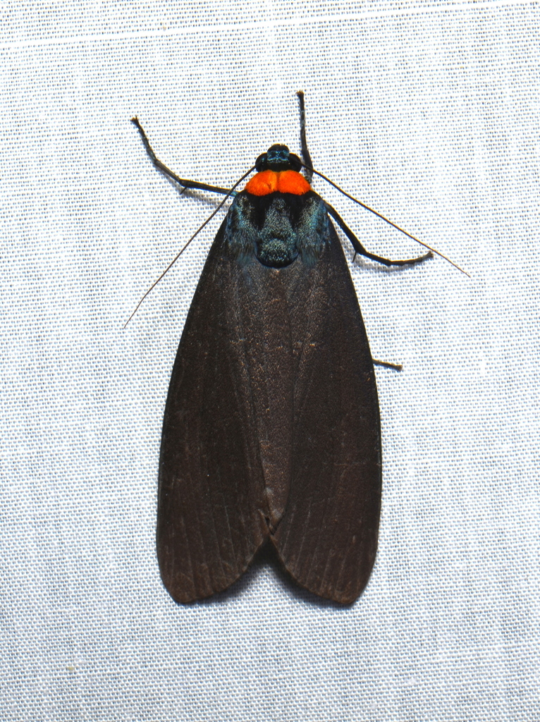 Macrobrochis borneensis