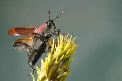 Rhodobaenus sanguineus
