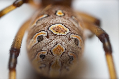 Brown widow
