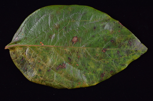 Pseudocercospora kaki Goh & W.H.Hsieh