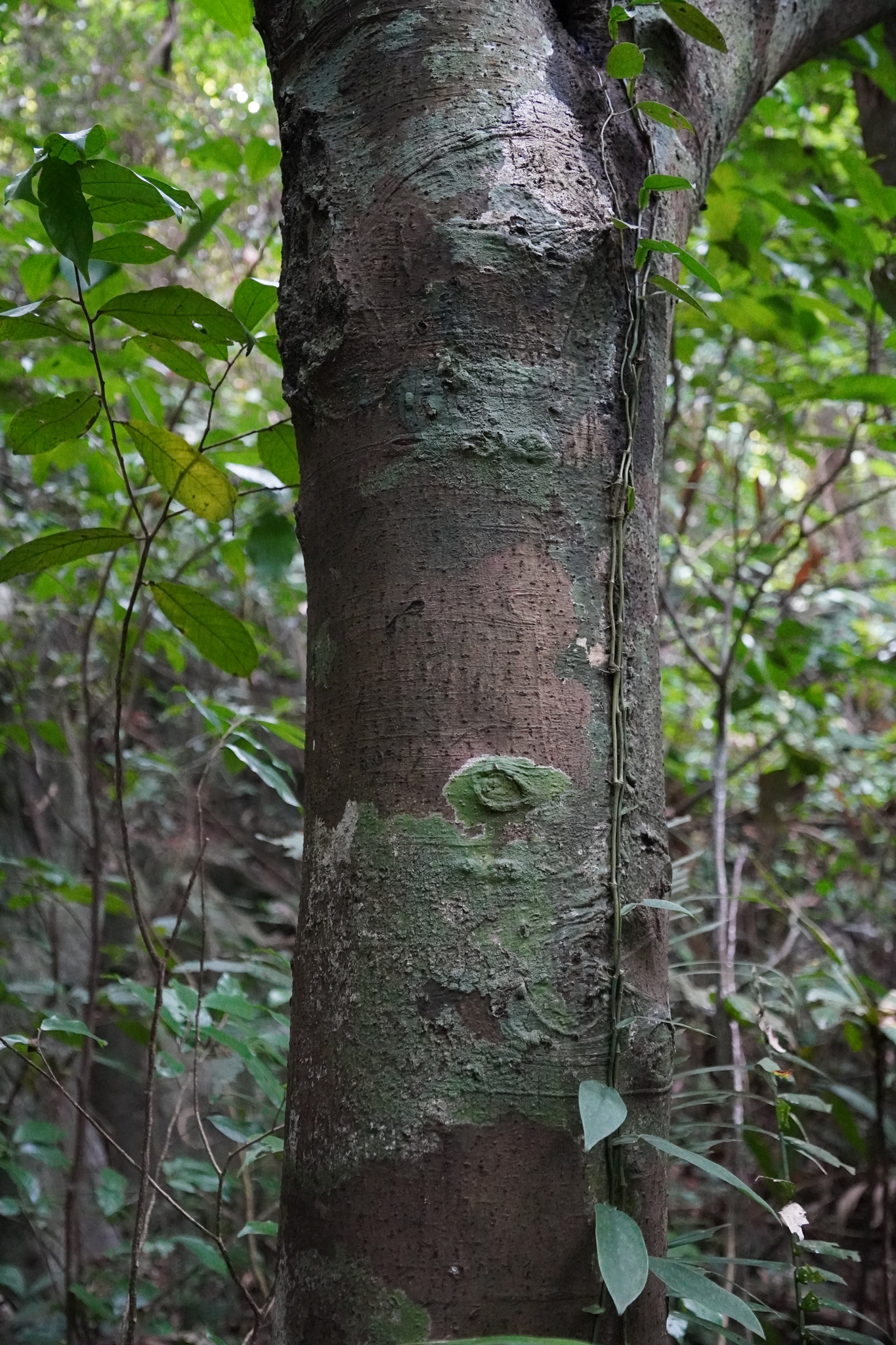 Diospyros dasyphylla (Diospyros dasyphylla)