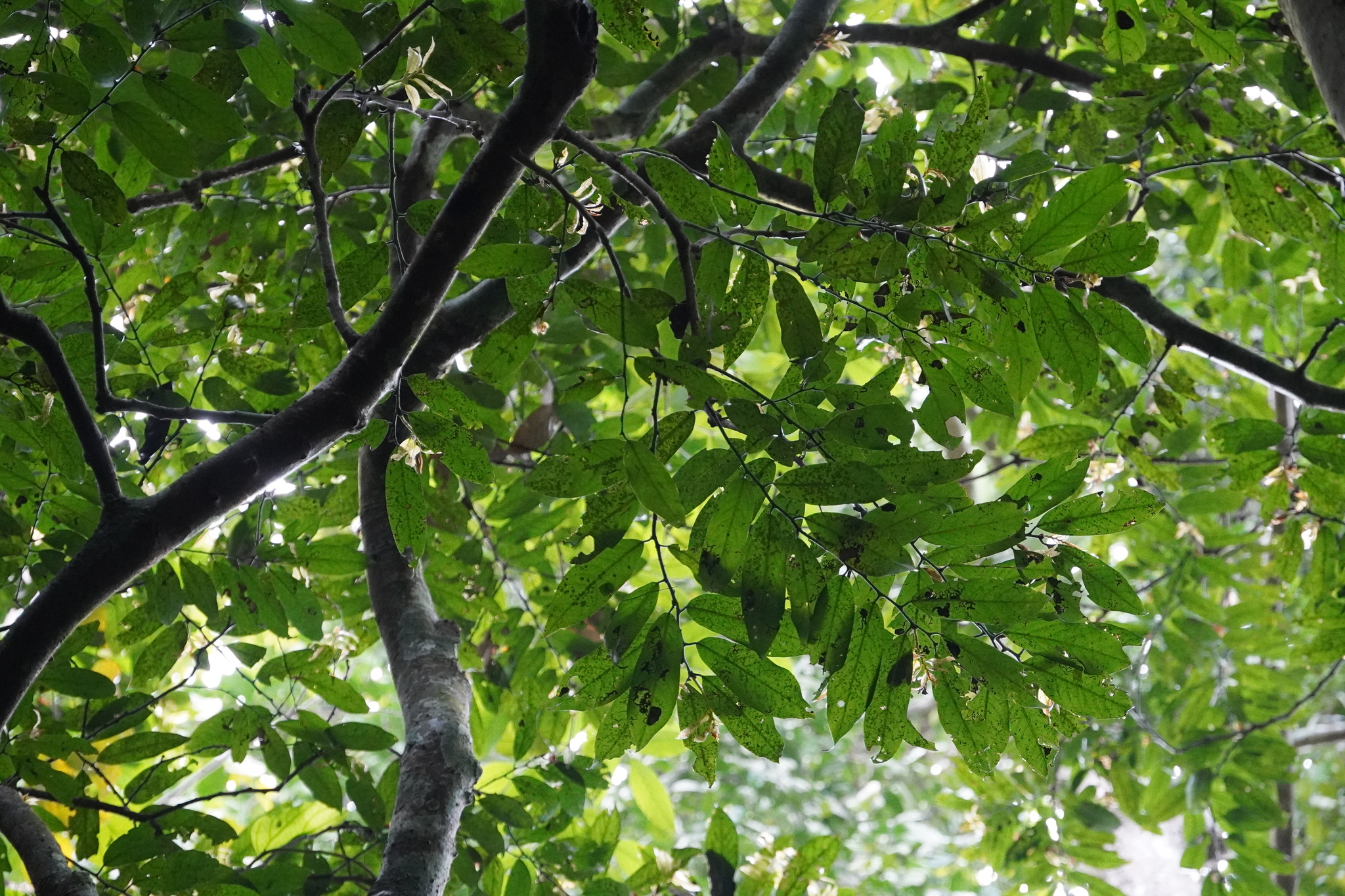Diospyros dasyphylla — ảnh 2