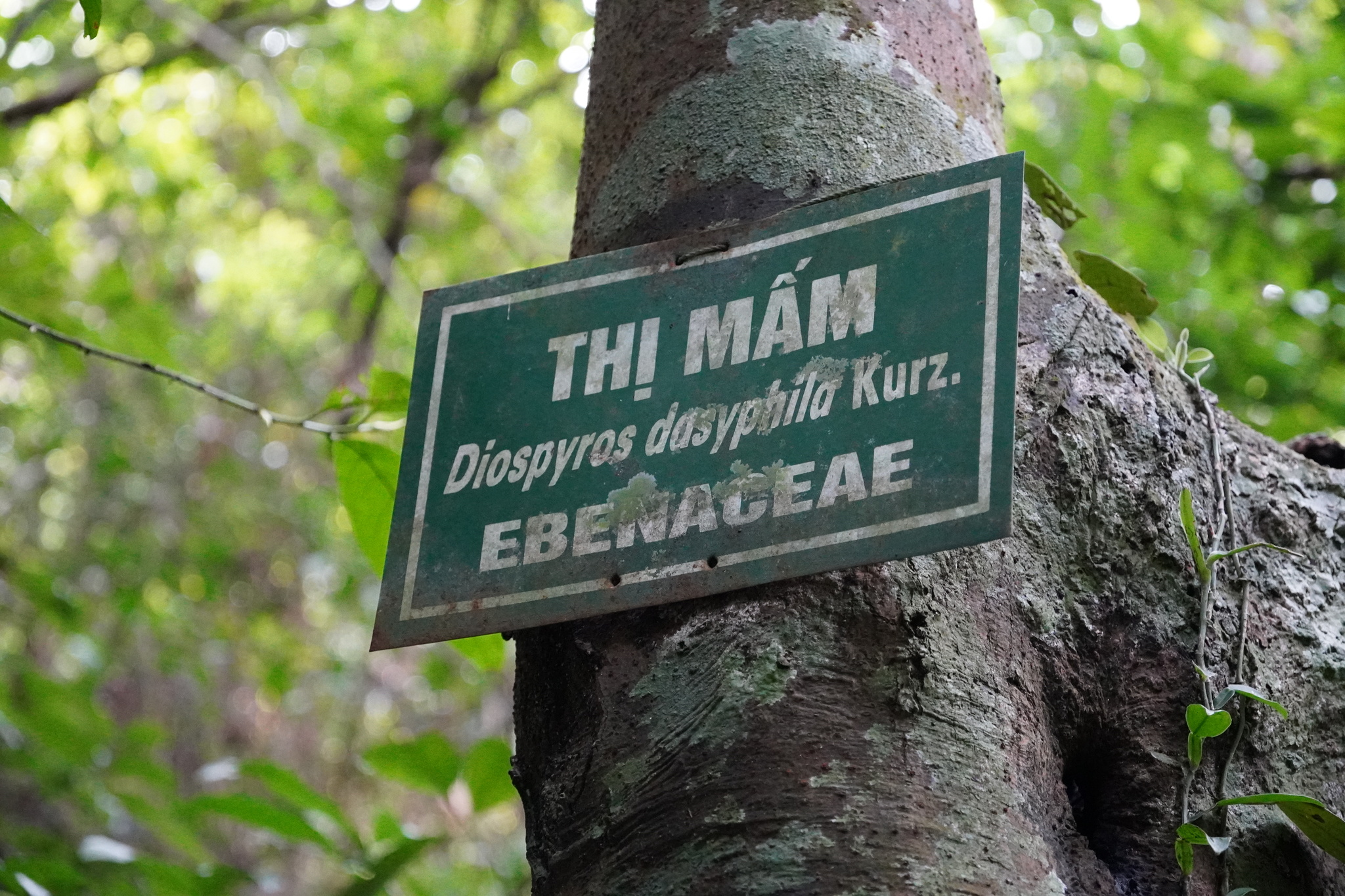 Diospyros dasyphylla — ảnh 3
