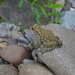 Bufo andrewsi - Photo (c) Ran Dai, some rights reserved (CC BY-NC), uploaded by Ran Dai