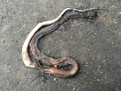 Masticophis flagellum flagellum