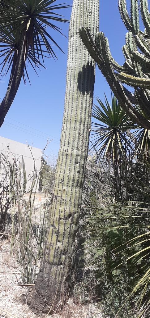 Cephalocereus mezcalaensis in February 2023 by miranda · iNaturalist