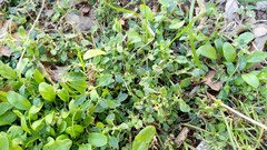 Chenopodium vulvaria