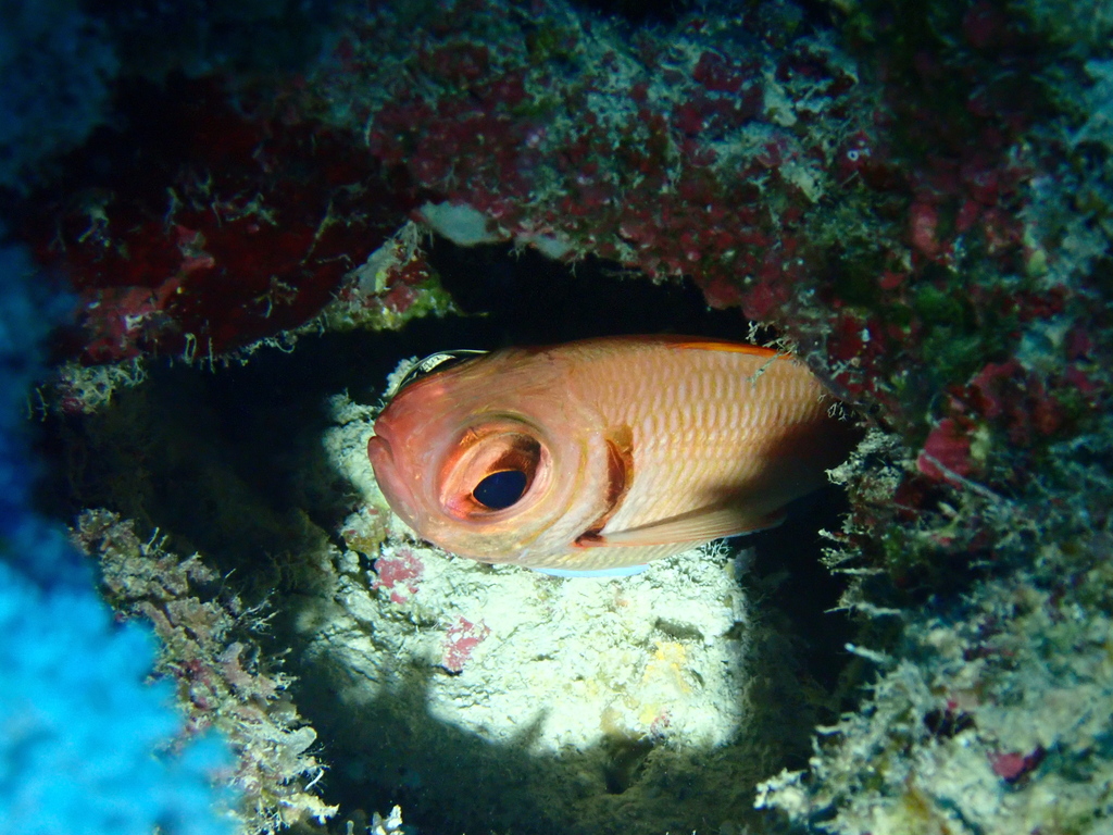 Pearly soldierfish