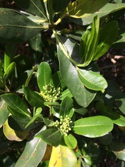 Pittosporum viridiflorum
