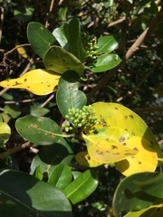 Pittosporum viridiflorum