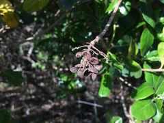 Pittosporum viridiflorum