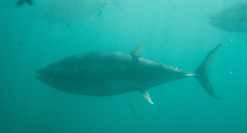 Thunnus maccoyii