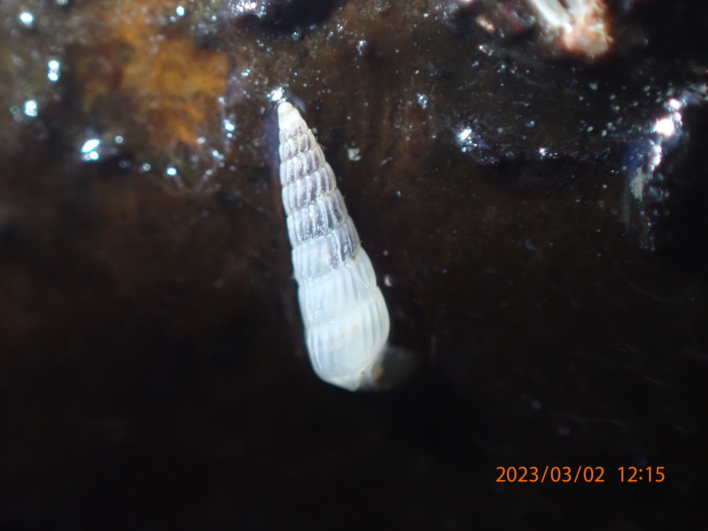 Turbonilla kelseyi