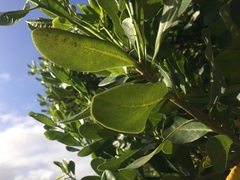 Pittosporum viridiflorum