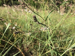 Trachyandra revoluta