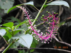 Phytolacca rivinoides image