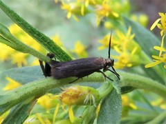 Scythris fuscicomella
